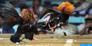 Màu Mạng Gà Đá - Bí Quyết Lựa Chọn Chú Chiến Kê Đỉnh Cao