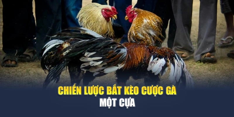 Chiến lược bắt kèo cược gà một cựa